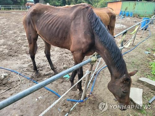 목장에서 발견된 갈비뼈가 앙상한 말  [동물보호단체 비글구조네트워크 제공. 재판매 및 DB 금지] [2024.10.15 송고]