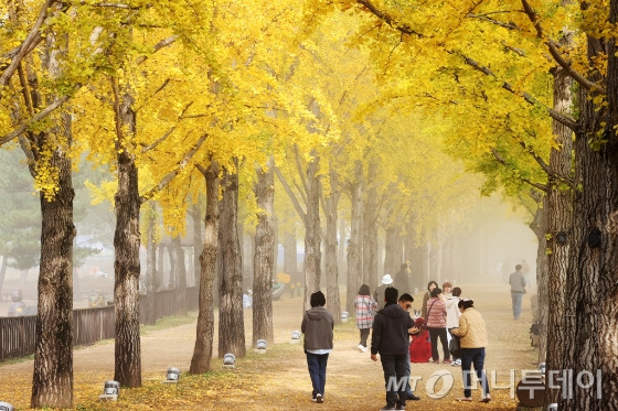 황금색 옷으로 갈아입은 은행나무 가로수가 가을 정취를 만끽하는 방문객을 맞이하고 있다./사진=뉴시스