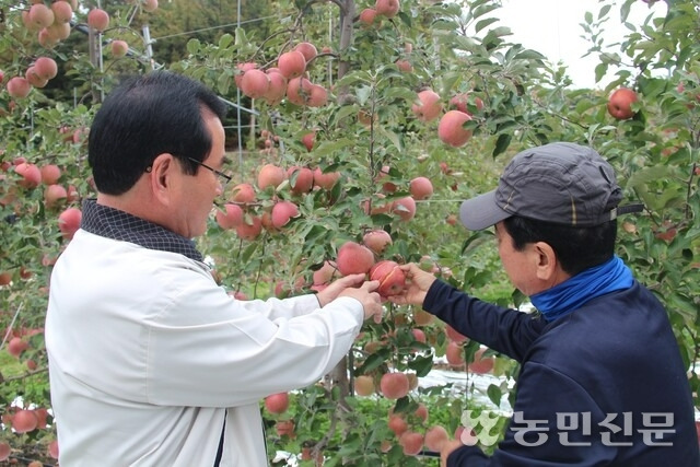 이인찬 경북 영주 풍기농협 조합장(왼쪽)과 사과 농가 박재열씨가 열과 현상이 나타난 사과를 살펴보고 있다.