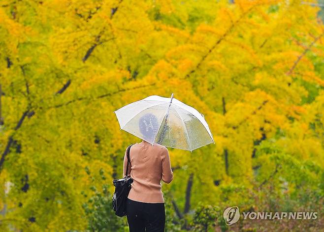 가을비에 노랗게 물들어가는 은행잎 (대구=연합뉴스) 윤관식 기자 = 전국 대부분 지역에 비가 내린 22일 대구 북구 경북대학교 캠퍼스에서 한 학생이 노랗게 물들어가는 은행나무 옆으로 우산을 쓰고 이동하고 있다. 2024.10.22 psik@yna.co.kr