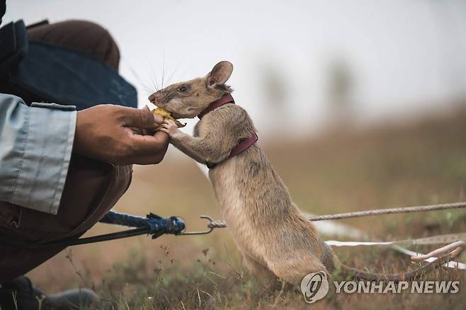 캄보디아에서 지뢰탐지 작업에 투입된 아프리카 거대 주머니쥐 [EPA 연합뉴스 자료사진. 재판매 및 DB 금지]