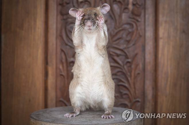 캄보디아에서 많은 지뢰를 제거한 공로를 세운 아프리카 거대 주머니쥐 '마가와' [EPA 연합뉴스 자료사진. 재판매 및 DB 금지]