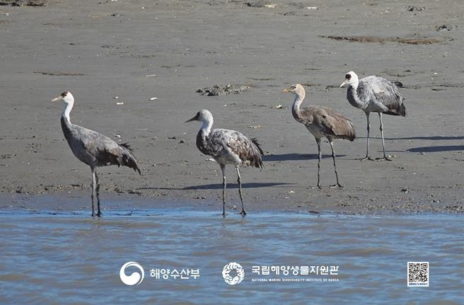 흑두루미 [해양수산부 제공. 재판매 및 DB 금지]