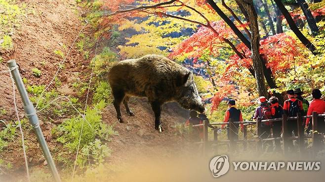 멧돼지 출현(CG) <<연합뉴스TV 제공>>