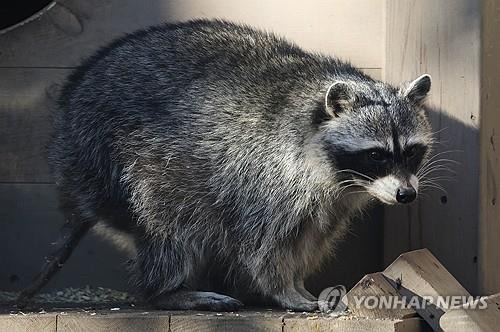 라쿤(미국너구리) [이타르타스 연합뉴스 자료사진]