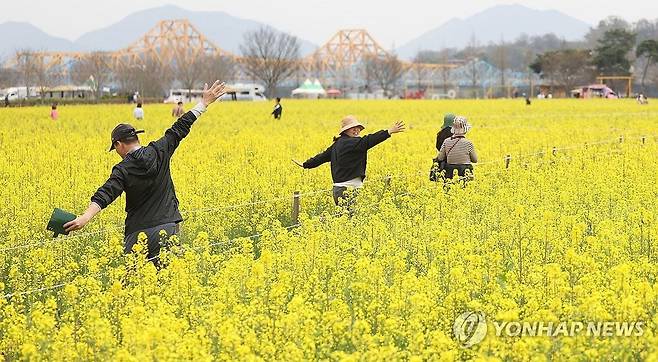 창녕 유채꽃 축제 [연합뉴스 자료 사진]