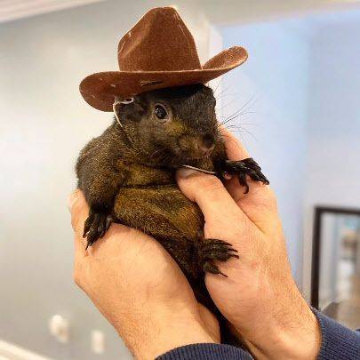 다람쥐 피넛. [이미지출처=마크 롱고 인스타그램(@pnuts_freedom_farm) 캡처]