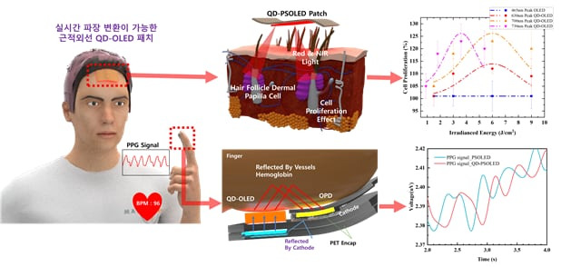 사람에게 QD-OLED 패치를 붙였을 때 모발 세포 증식과 심박 측정 기능과 원리가 표현된 그림./한국연구재단