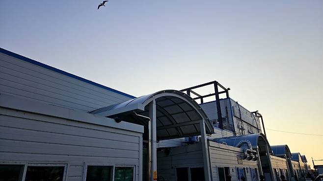 20241102_165154.jpg 캠핑 2일차) 저녁은 소고기와 자연산 대하 그리고 무늬오징어!!!!