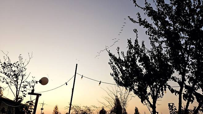 20241102_174632.jpg 캠핑 2일차) 저녁은 소고기와 자연산 대하 그리고 무늬오징어!!!!