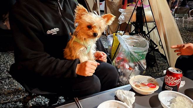 20241102_192007.jpg 캠핑 2일차) 저녁은 소고기와 자연산 대하 그리고 무늬오징어!!!!