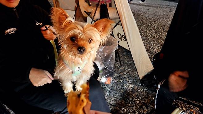 20241102_203700.jpg 캠핑 2일차) 저녁은 소고기와 자연산 대하 그리고 무늬오징어!!!!