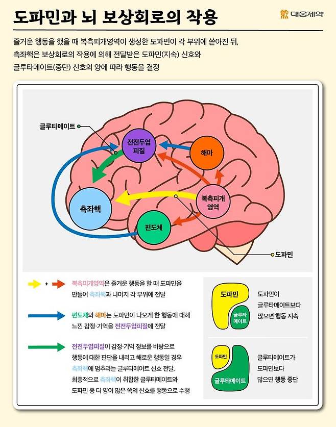 [서울=뉴시스] 도파민과 뇌 보상회로 작용 (사진=대웅제약 제공) 2024.11.03. photo@newsis.com *재판매 및 DB 금지