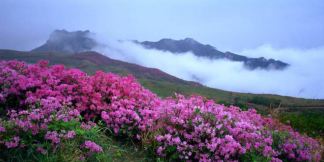 황매산군립공원 철쭉 전경. 합천군 제공