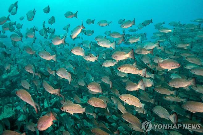 생물다양성이 위협받는 시대에 열린 또하나의 외교 올림픽 COP16 [AFP 연합뉴스 자료사진. 재판매 및 DB 금지]