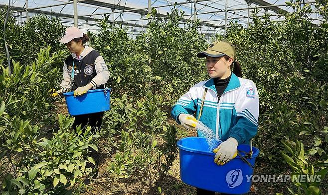 감귤 과수원에 비료 뿌리는 베트남 계절근로자 지난 3월 13일 제주 서귀포시 남원읍 신례1리 감귤 과수원에서 비료 살포 작업을 하는 베트남 공공형 계절근로자의 모습. 2024.11.04
[연합뉴스 자료사진. 재판매 및 DB 금지]