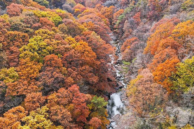 전북자치도 남원시 지리산 뱀사골 가을단풍 모습.(남원시 제공)/뉴스1