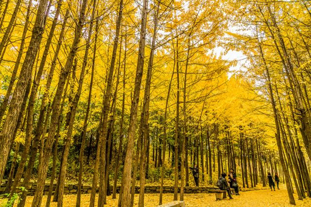 서울숲 '가을단풍길'의 은행나무가 노랗게 물들었다. 서울관광재단 제공