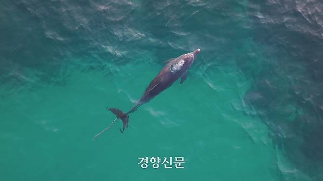 꼬리에 폐어구가 감긴 채 제주시 구좌읍 행원리 앞바다에서 발견된 남방큰돌고래. 다큐제주 및 제주대학교 고래·해양생물보전연구센터 제공