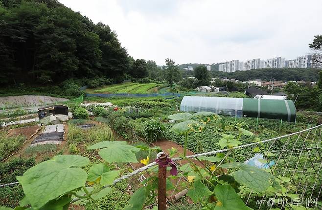 (서울=뉴스1) 김진환 기자 = 정부가 8일 부동산 관계장관회의를 열고 '주거안정을 위한 주택공급 확대방안'을 발표했다.   정부는 수도권 내 그린벨트(개발재한구역)를 해제해 올해와 내년 각각 5만 가구, 3만 가구 등 총 8만가구 규모의 신규 택지를 발굴할 예정이다.   세부 대상지는 오는 11월 발표 예정으로, 당장 오는 13일부터 서울 그린벨트 전역과 인접 수도권 지역 모두 '토지거래허가구역'으로 묶인다.   사진은 이날 그린벨트 해제지로 유력 거론되는 서울 서초구 내곡동 일대 개발제한구역에 걸린 그린벨트 해제 촉구 현수막. 2024.8.8/뉴스1  Copyright (C) 뉴스1. All rights reserved. 무단 전재 및 재배포,  AI학습 이용 금지. /사진=(서울=뉴스1) 김진환 기자