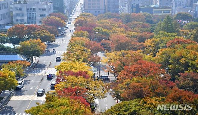 [부산=뉴시스] 하경민 기자 = 27일 오후 부산 연제구 부산시청 앞 공영주차장 일대에 울긋불긋 물든 단풍길이 펼쳐져 가을 정취를 선사하고 있다. 2021.10.27. yulnetphoto@newsis.com