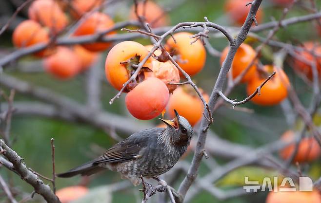 [제주=뉴시스] 우장호 기자 = 쌀쌀한 날씨를 보이는 5일 오전 제주시 연동의 한 주택가 감나무에서 직박구리가 먹이활동을 하고 있다. 2024.11.05. woo1223@newsis.com