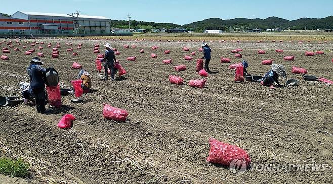 마늘 농가에서 일하는 외국인 계절근로자와 한국인 농민들 [연합뉴스 자료사진]