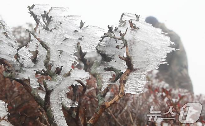 절기상 입동을 하루 앞둔 6일 오전 제주 한라산국립공원 영실 탐방로에 올 가을 첫 상고대가 피어 시선을 사로잡고 있다. 2024.11.6/뉴스1 ⓒ News1 오현지 기자