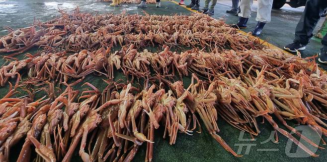 지난 3일 경북 포항시 남구 구룡포 수협에서 대게 위판이 시작되고 있다. 2024.11.6/뉴스1 최창호 기자