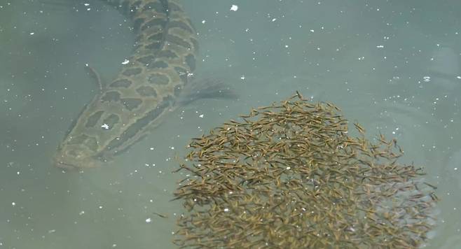 가물치는 알이 부화한 뒤에도 떠나지 않고 새끼들을 상당기간 돌본다./United States Fish and Wildlife Service