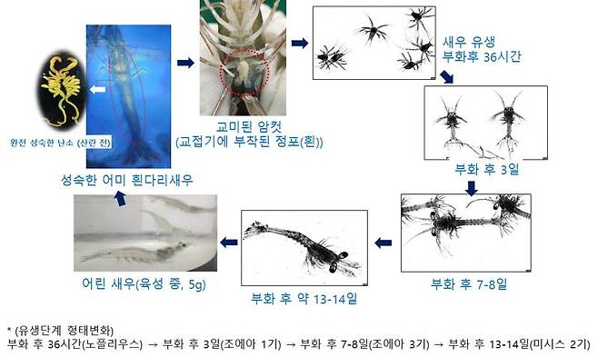 질병 내성 종자를 가진 흰다리새우 생산 과정. 국립수산과학원 제공