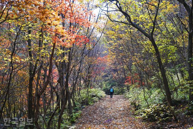 지난달 31일 덕유산국립공원 칠연계곡 탐방로에 낙엽이 곱게 깔려 있다.