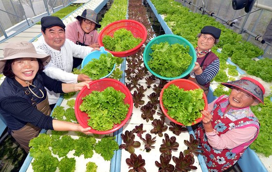 지난 4일 충북 증평군 노암4리 둥구머리협동조합 스마트팜에서 조합원들이 갓 수확한 채소를 보여주고 있다. 왼쪽부터 김은주 사무국장, 손현성 대표, 손미자 감사, 최영자 이사, 김윤수 조합원. 프리랜서 김성태