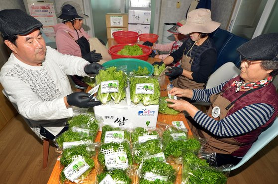 지난 4일 충북 증평군 노암4리 둥구머리마을 주민들이 이날 스마트팜에서 수확한 채소를 포장하고 있다. 프리랜서 김성태