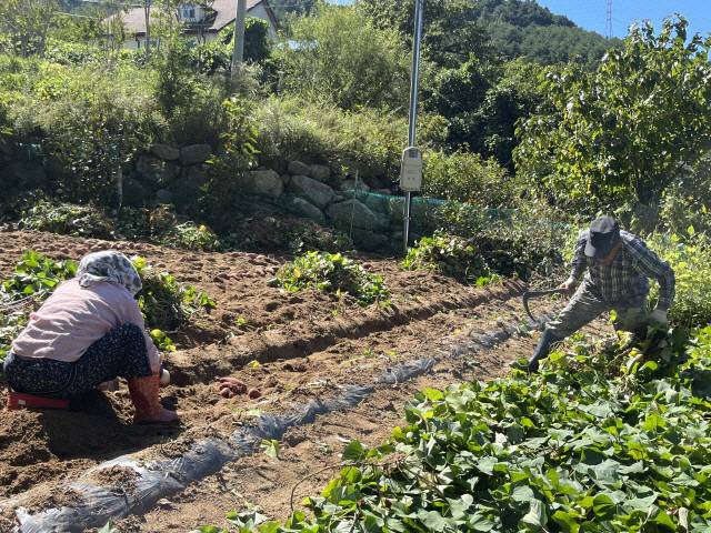 ▲ 농업현장 고령화가 진행 중인 강원도내 한 농가에서 어르신들이 고구마를 수확하고 있다. 노동력이 있다면 미등록외국인이라도 고용해야 농업을 지속할 수 있는 농촌의 모습은 더이상 낯설지 않다.