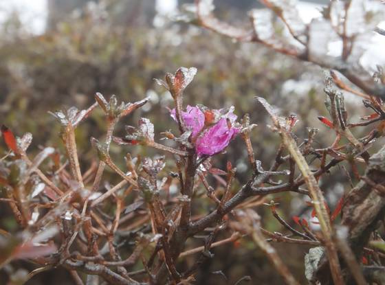 The first frost on Jeju Island this autumn is seen on Mount Halla on Wednesday. [NEWS1]