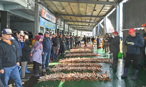 강구항에서 열린 영덕대게 위판 모습.