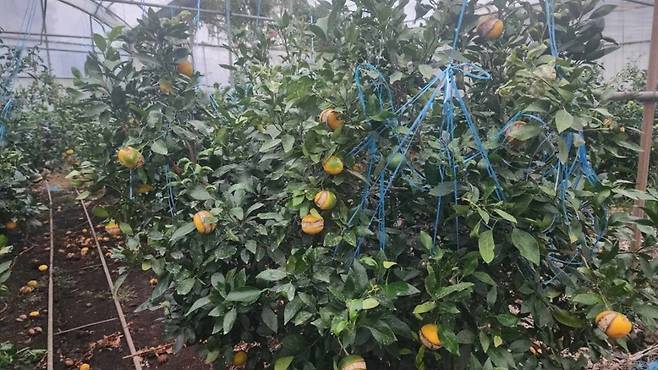 열과 피해를 입은 레드향