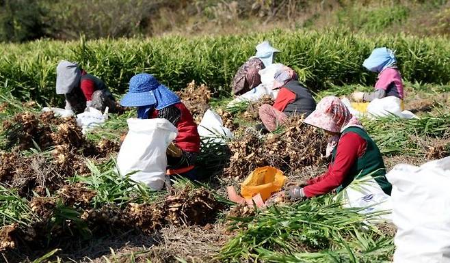 지난 5일 충남 태안군 소원면 법산리에서 생강을 수확하는 농민들 모습. /태안군