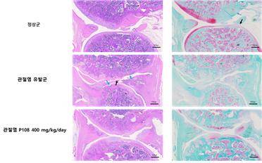 Representative images of H&E(left) amd safarin O (right) stained knee joints of animal./사진제공=대한쎌팜