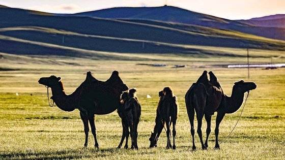 몽골 울란바토르 날라이크 지구에서 풀을 뜯어먹는 낙타. 연합뉴스