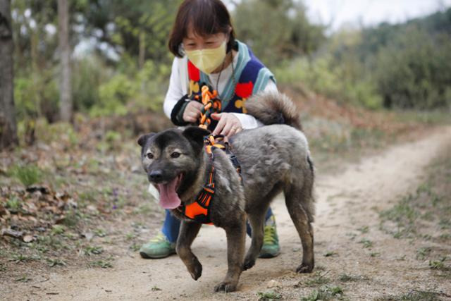 5년 전 강릉시보호소에서 구조된 보리(6세, 암컷)는 사람을 좋아하고 다른 개 친구들과도 잘 지낸다. 팅커벨프로젝트 제공