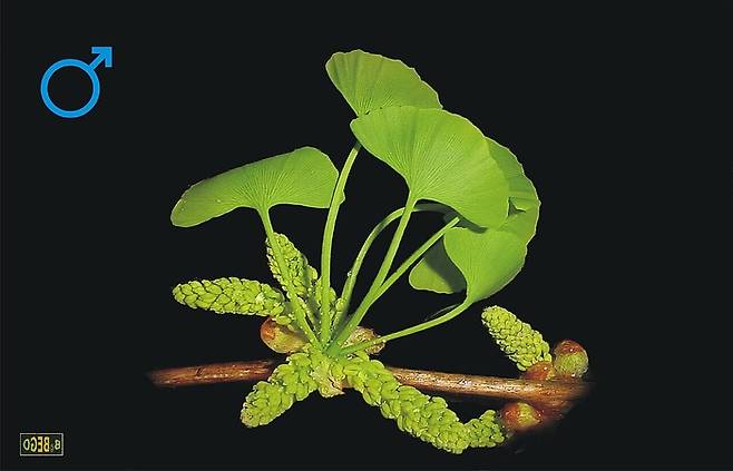 “바람타고 자기에게 갈래~” 은행나무 수나무의 꽃. [사진출처=Ginkgob]