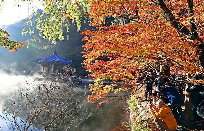 내장산 단풍시기, 절정, 축제 완벽 가이드 (2025 업데이트)