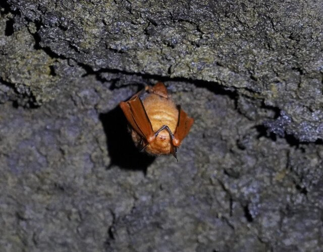 10월 제주 김녕굴에서 발견된 동면 중인 붉은박쥐. 제주도 세계유산본부