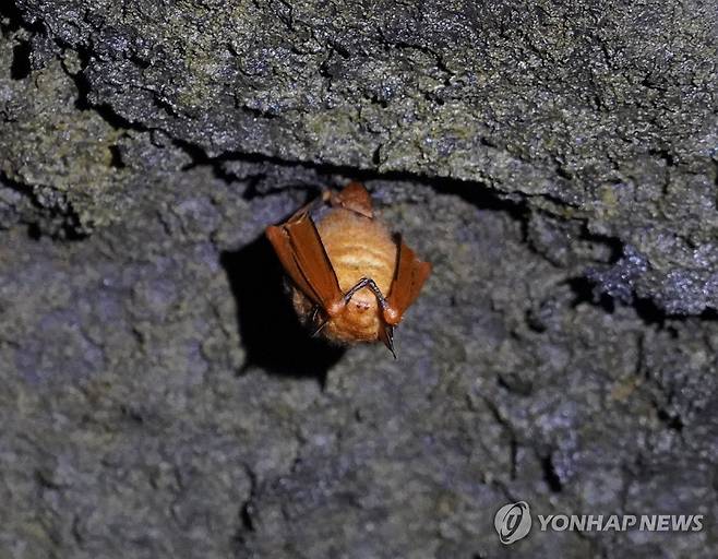 제주 김녕굴서 발견된 황금박쥐 (제주=연합뉴스) 제주도 세계유산본부는 자연유산인 김녕굴에서 동면 중인 붉은박쥐(일명 황금박쥐·사진) 1개체를 발견했다. 붉은박쥐는 멸종위기 야생동물 1급이자 세계자연유산보전연맹 멸종위기 관심 대상이다. 2024.11.11 [제주도 세계유산본부 제공.재판매 및 DB 금지] koss@yna.co.kr