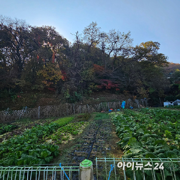 정부의 발표로 개발제한구역(그린벨트)에서 해제되는 서초구 원지동에는 논이나 밭이 곳곳에 즐비하다. 2024.11.11 [사진=이효정 기자 ]