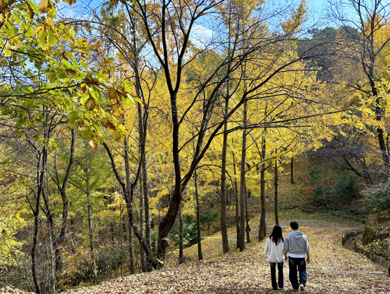 Gingko tree forest in Yongin, Gyeonggi [LEE JIAN]