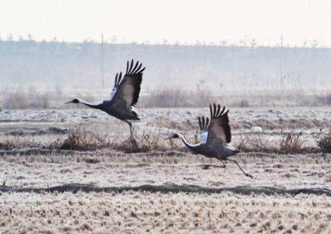 김포시 내 도래지에서 포착된 재두루미 모습. 김포시 홈페이지 캡처