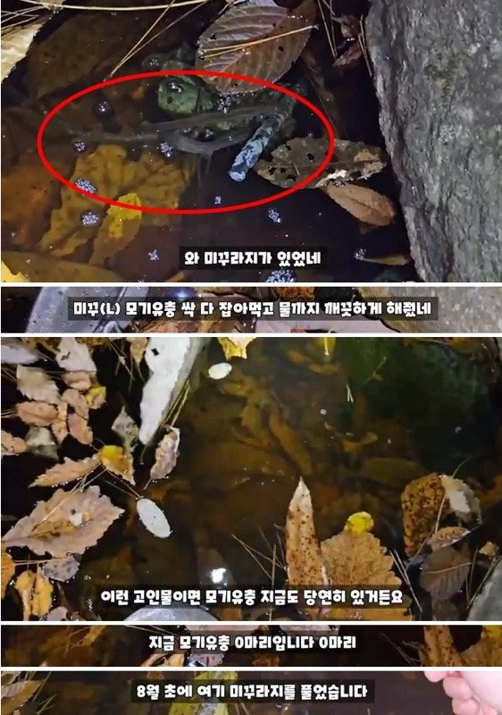 3개월전 모기 서식지에 미꾸라지 풀어놓은 유튜버